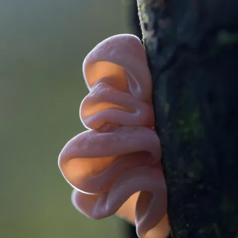 jelly ear fungus