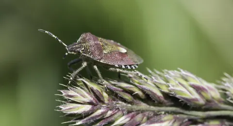 A hairy shieldbug standing on a grass head