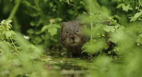 Water Vole (Arvicola amphibius), Kent, UK - Terry Whittaker/2020VISION