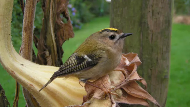 Goldcrest