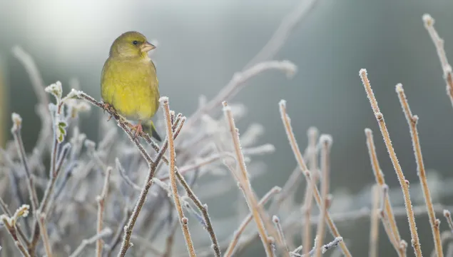Greenfinch