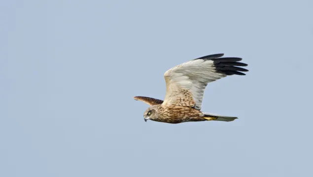 Male marsh harrier