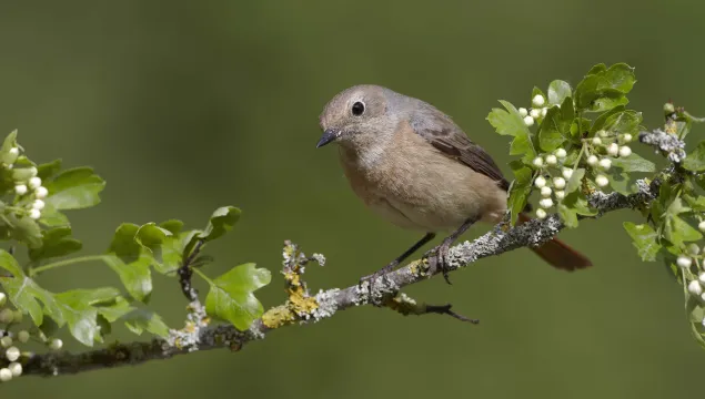Redstart