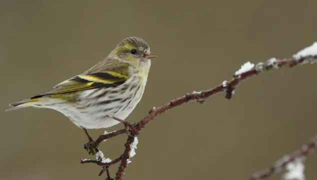 Siskin