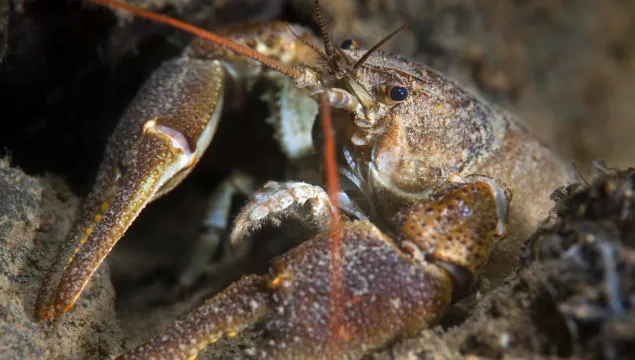 White-clawed Crayfish