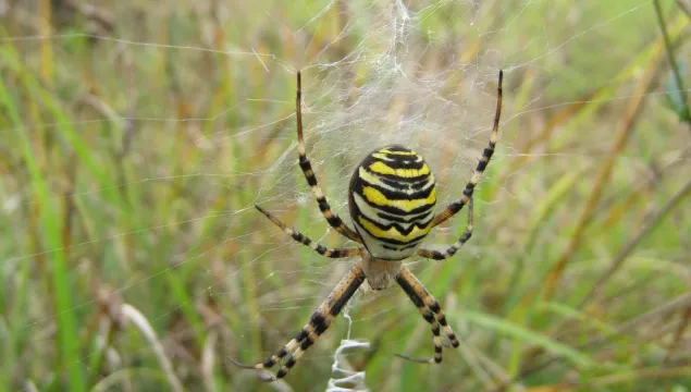 Wasp Spider
