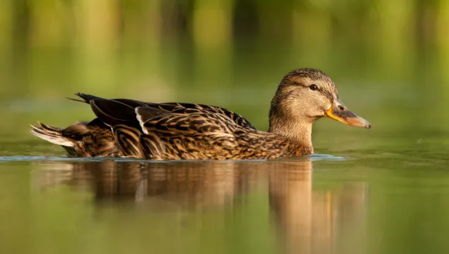 Mallard
