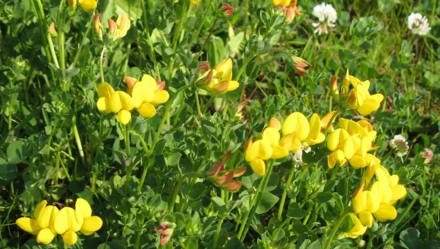 Common Bird's-foot-trefoil
