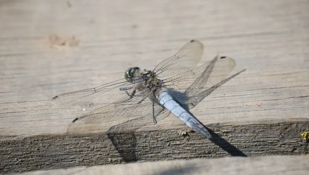 Black-tailed Skimmer male