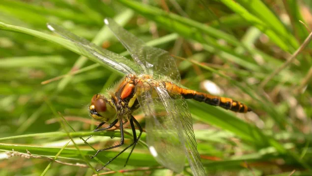 Black Darter