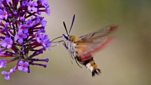 Broad-bordered Bee Hawk-moth