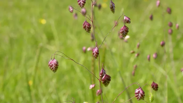 Quaking-grass