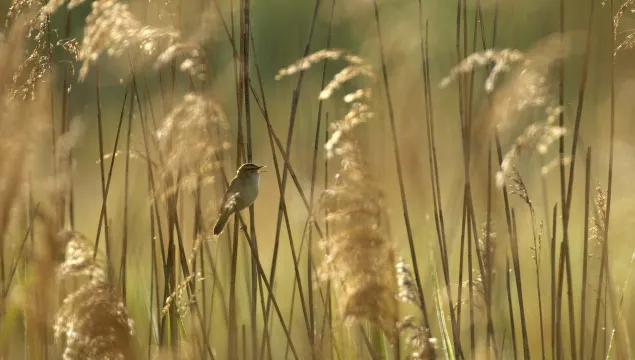 Sedge Warbler in Common Reed
