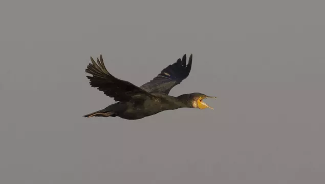 Cormorant