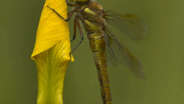 Norfolk Hawker