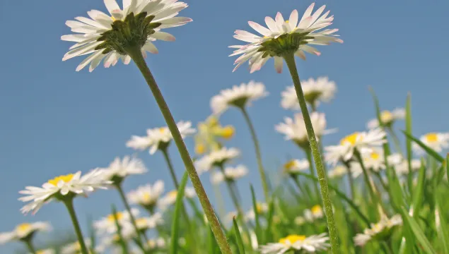 Common Daisy