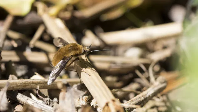 Dark-edged Bee-fly