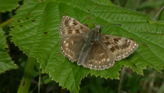 Dingy Skipper butterfly