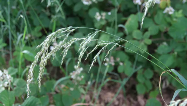 False Oat-grass