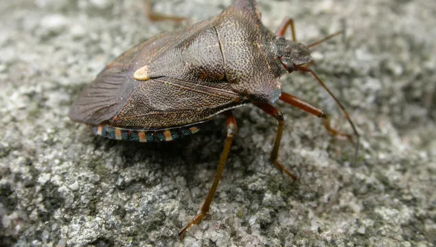 Forest Bug