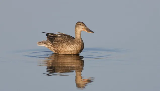Shoveler