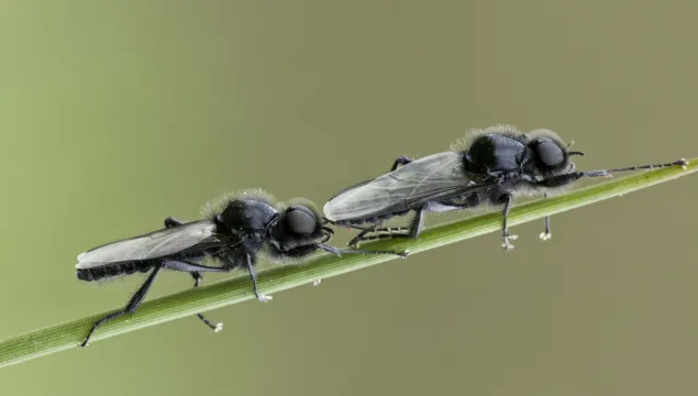 St Mark's Fly