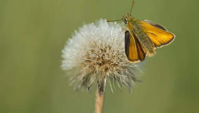 Small Skipper