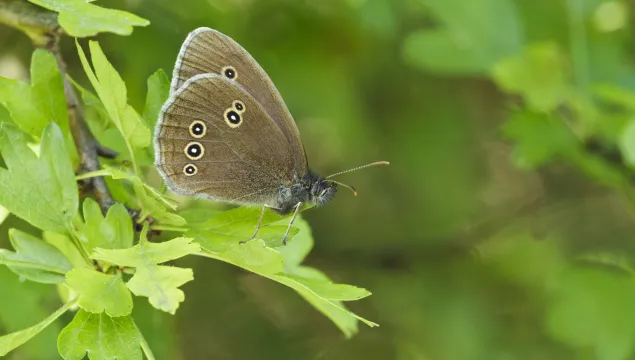 Ringlet