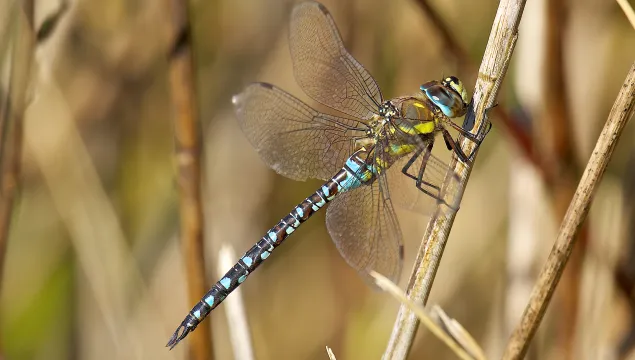 Migrant Hawker