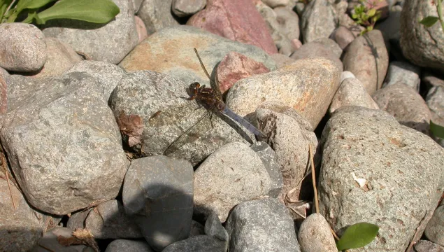 Keeled Skimmer