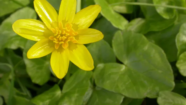 Lesser Celandine