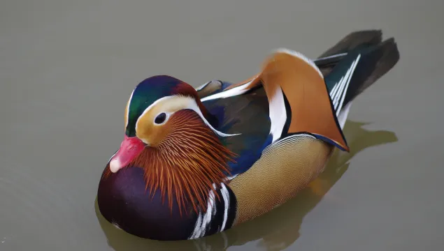 Mandarin Duck