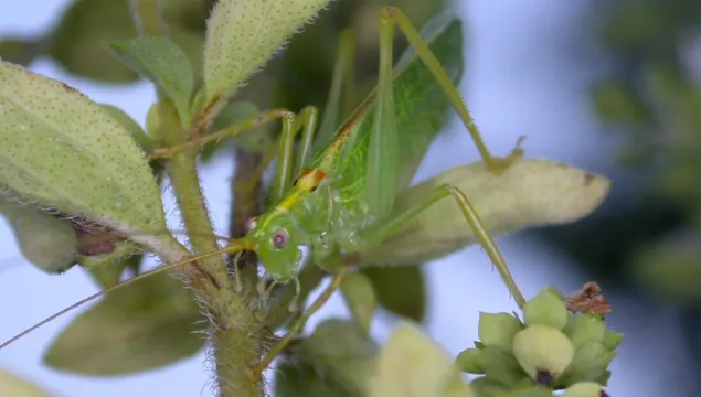 Oak Bush-cricket