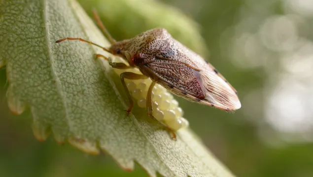 Parent Bug