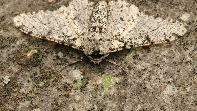 Peppered Moth
