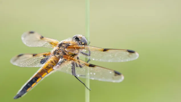 Four-spotted Chaser
