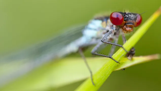 Red-eyed Damselfly