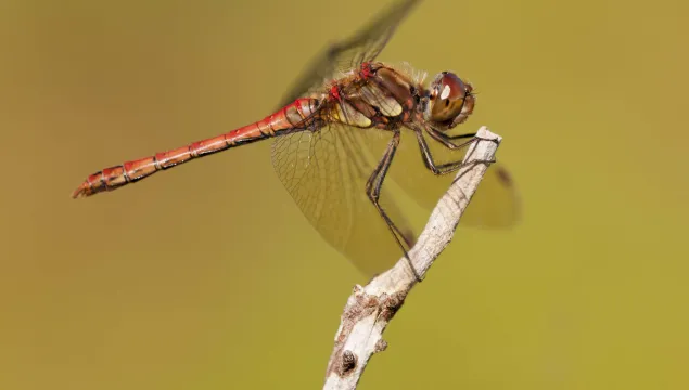 Common Darter male
