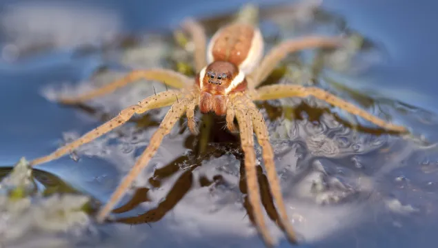 Raft Spider