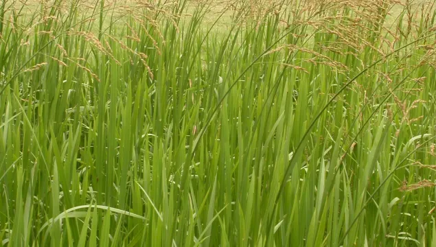 Reed Sweet-grass