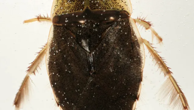 Saucer Bug