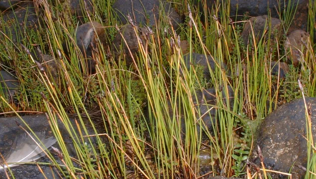 Common Spike-rush