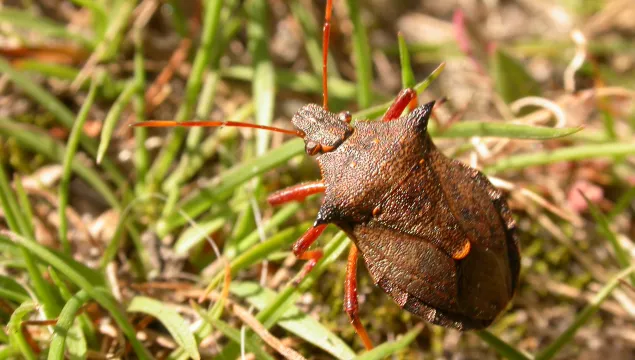 Spiked Shield Bug