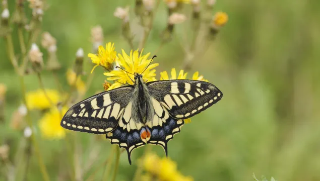Swallowtail Butterfly