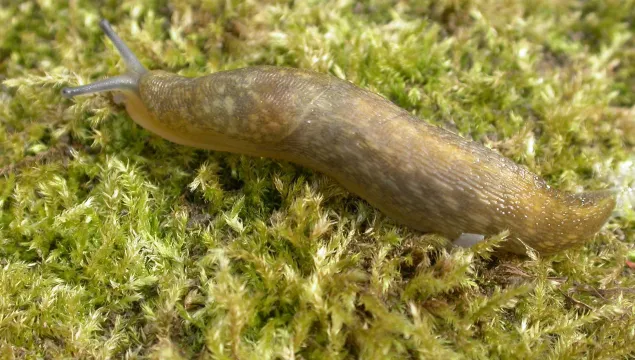 Yellow Slug