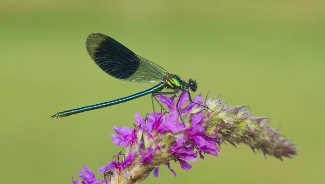 Banded Demoiselle