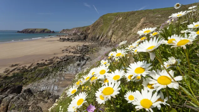oxeye daisies on the uk coastline