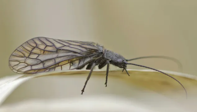Alder Fly