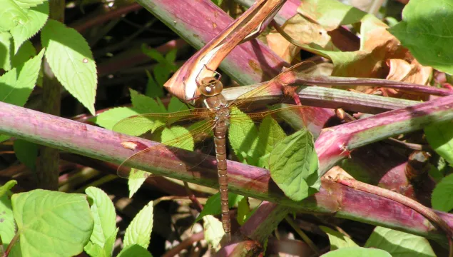 Brown Hawker