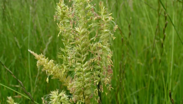 Crested Dog's-tail